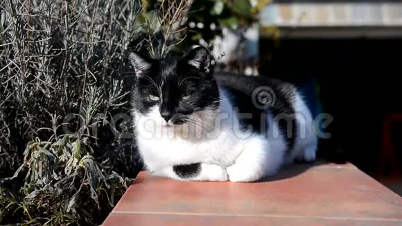 年轻的黑白猫躺在花园里视频的预览图