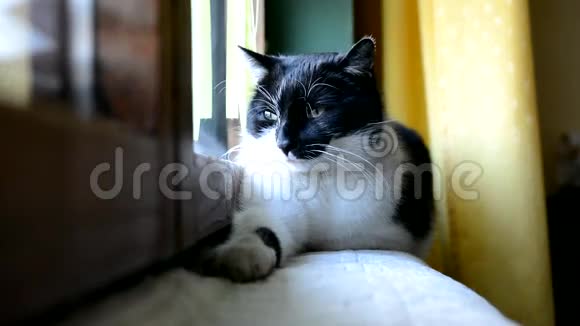 黑白猫躺在房间的窗户边休息视频的预览图