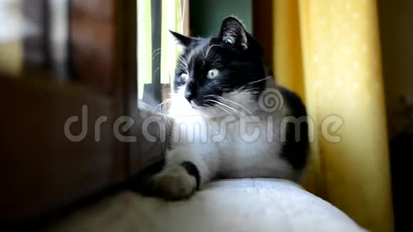 黑白猫躺在房间的窗户边休息视频的预览图