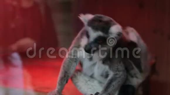灰狐猴坐得很近视频的预览图