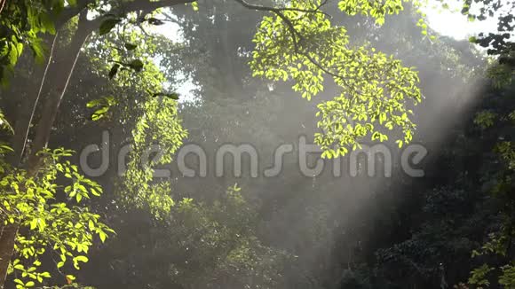 阳光照耀的森林视频的预览图