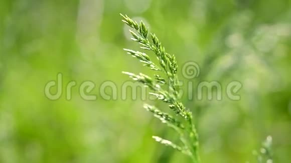 小麦草在模糊的绿色背景下视频的预览图
