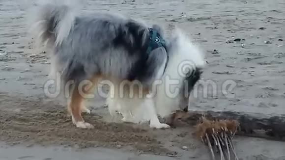 可爱的狗在海滩上奔跑的宠物日落视频的预览图