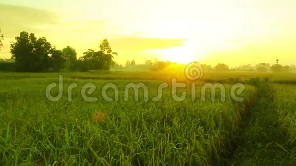 清晨的稻田视频的预览图