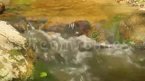 森林溪流石头视频的预览图