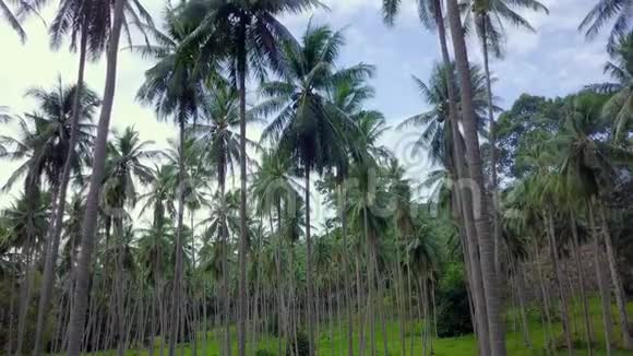 在泰国穿过椰子棕榈树林视频的预览图