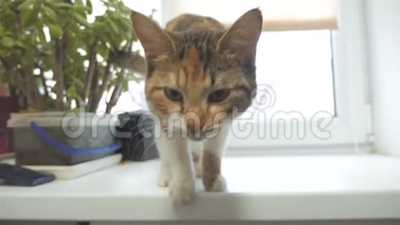猫试图从窗台上爬下来慢动作视频三色猫宠物生活方式视频的预览图