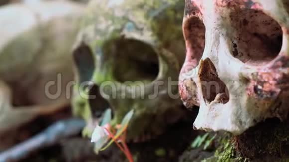 青苔老头骨伴蜘蛛网翠岩公墓视频的预览图