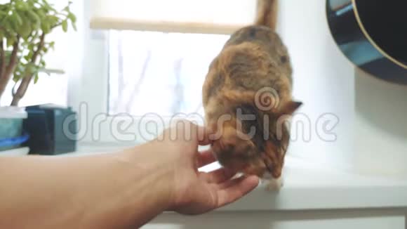 猫试图从窗台上爬下来慢动作视频三色猫宠物概念猫在坐视频的预览图