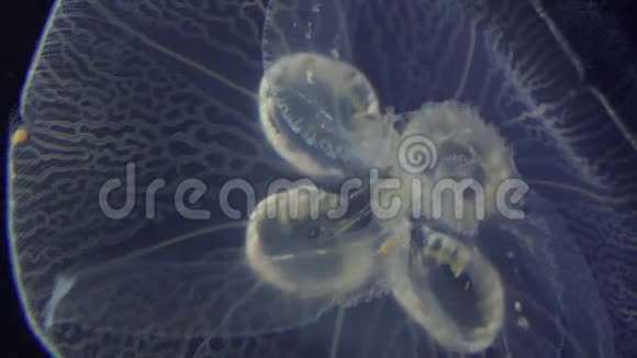 海洋生物和水母视频的预览图