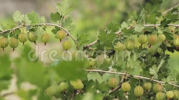 绿色的鹅莓生长的有机浆果在鹅莓灌木丛中的一个分支上特写水果园中的成熟杨梅视频的预览图