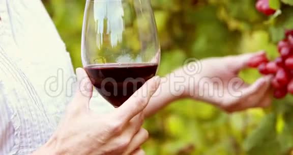 女酿酒师摸红葡萄视频的预览图