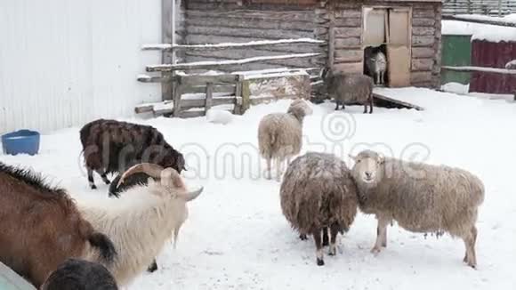 冬天在农场放牧绵羊和山羊视频的预览图