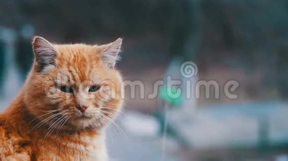 早春街道公园里的无家可归红猫搞笑都市猫视频的预览图