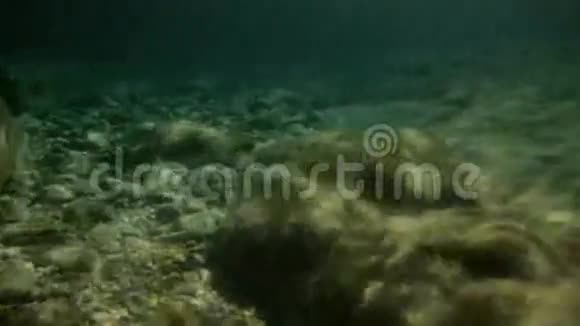 加西亚湾防护海床视频的预览图