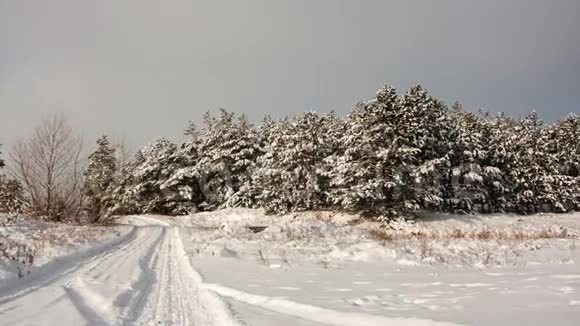 冬季森林景观全景视频的预览图