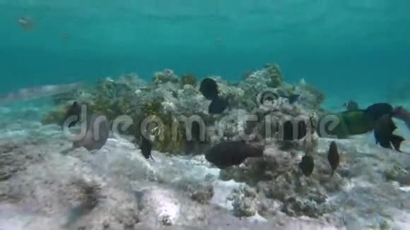 珊瑚礁的多种生境视频的预览图