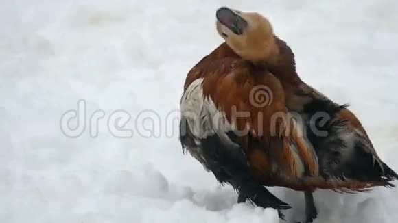 粉红鸭在俄罗斯的雪地里清理羽毛视频的预览图