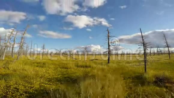 西伯利亚泰加的延时摄影云层飞过沼泽视频的预览图