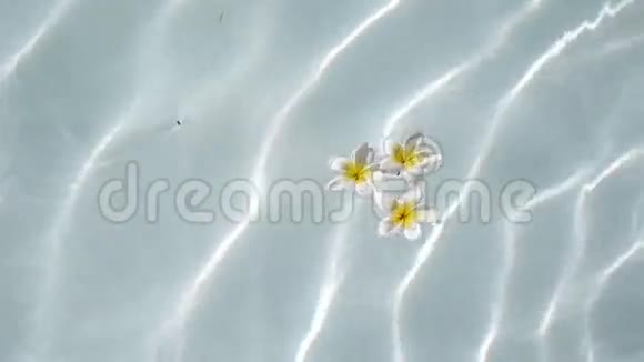 三只浮在游泳池里的法兰盘视频的预览图
