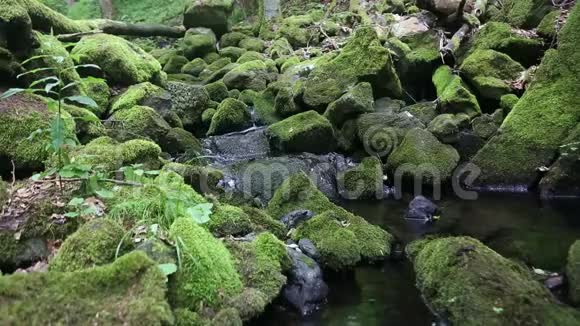 美丽的小溪上长满了绿苔视频的预览图