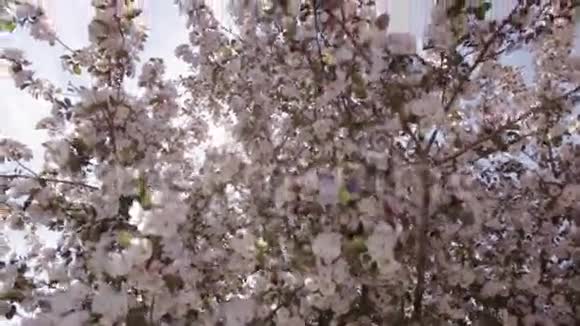 阳光穿过苹果树的树枝开着粉红色的花视频的预览图