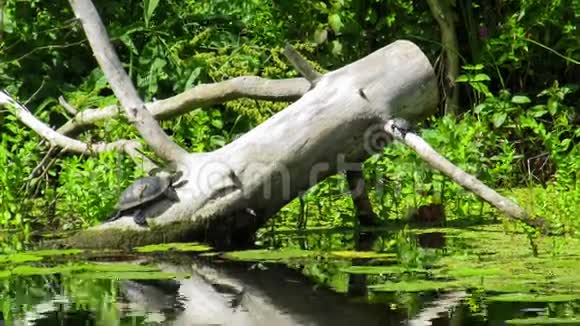 两只乌龟坐在河里的一根木头上视频的预览图
