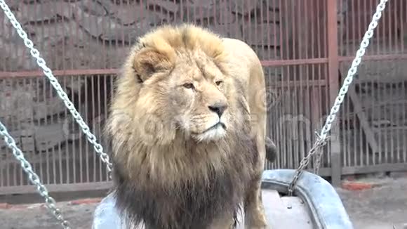 一只狮子注视着放大特写镜头4K超高清超高清视频的预览图