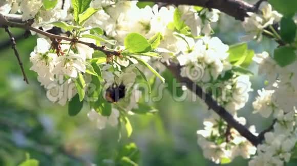 大黄蜂污染苹果花视频的预览图