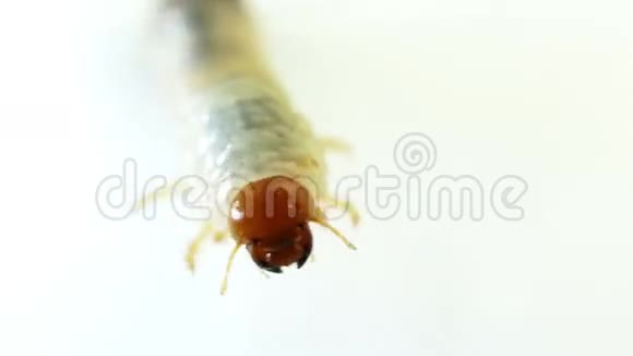 六月的虫子幼虫视频的预览图