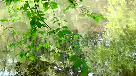 湖中树叶的倒影视频的预览图