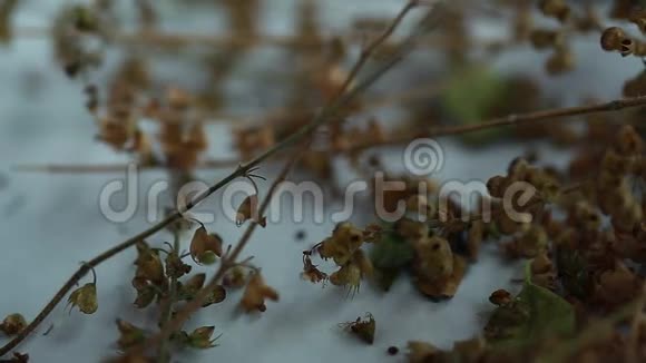 土拉西罗巴氏种子芳香圣植草本植物视频的预览图