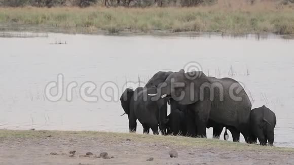 非洲大象纳米比亚非洲野生动物视频的预览图