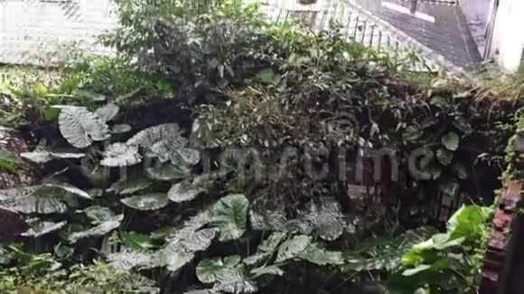 台湾九芬公园的绿树视频的预览图