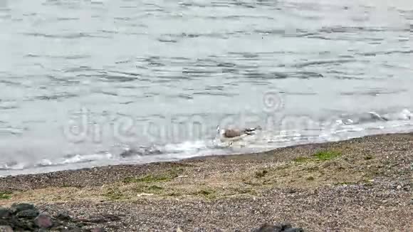 海鸥在沙滩上寻找食物视频的预览图