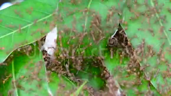 蚂蚁试图筑巢视频的预览图