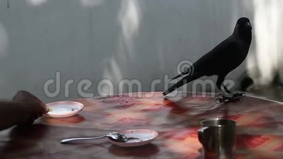 乌鸦从圆桌上的碟子里拿起一块水果视频的预览图