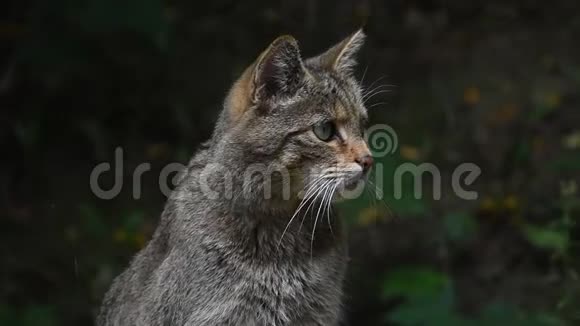 欧洲野猫肖像特写视频的预览图