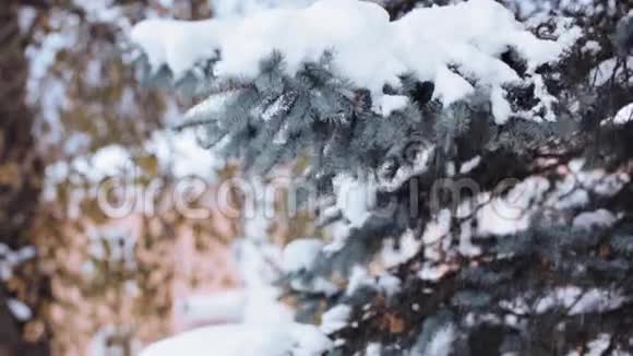 冬林冷杉枝上的手摇雪视频的预览图