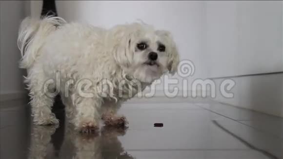 马耳他十字狗视频的预览图
