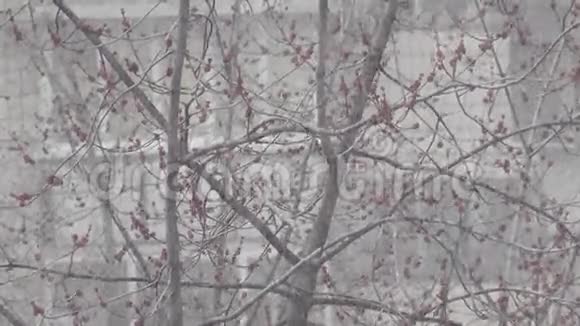 雪泉都市景象视频的预览图