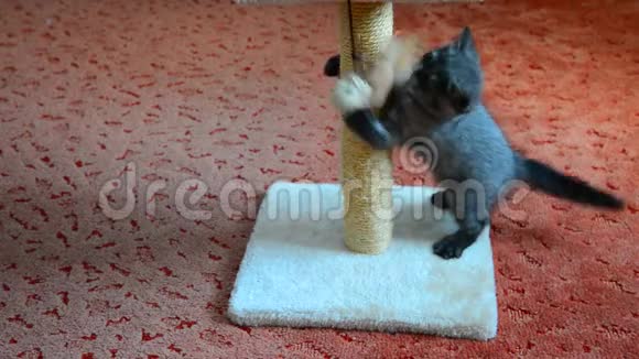 灰色苏格兰小猫玩玩具视频的预览图