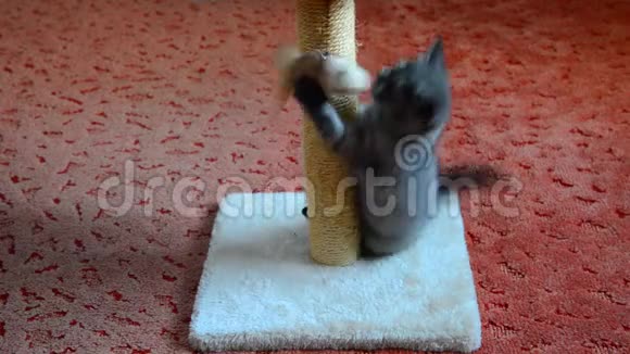 灰色苏格兰小猫玩玩具视频的预览图