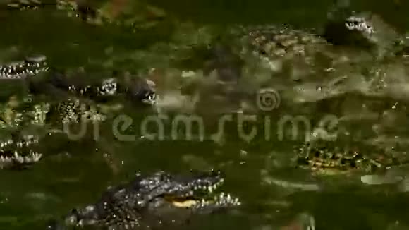 鳄鱼在河里靠食物打架视频的预览图