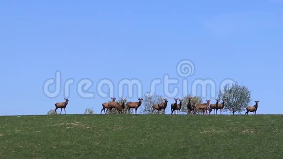一群鹿在春天的绿色草地上吃草圈养的野生动物保护自然和减少流行音乐视频的预览图