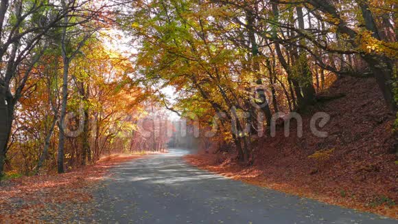 早秋蜿蜒的道路穿过五彩缤纷的森林视频的预览图