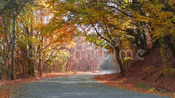 早秋蜿蜒的道路穿过五彩缤纷的森林视频的预览图