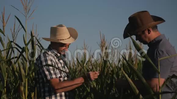 一个玉米地的两个农民检查玉米植株的质量日落时的录像视频的预览图