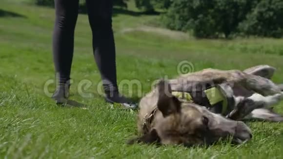 草地上嬉戏的狗慢动作视频的预览图