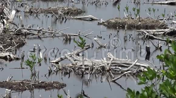 墨西哥沼泽地放大视频的预览图